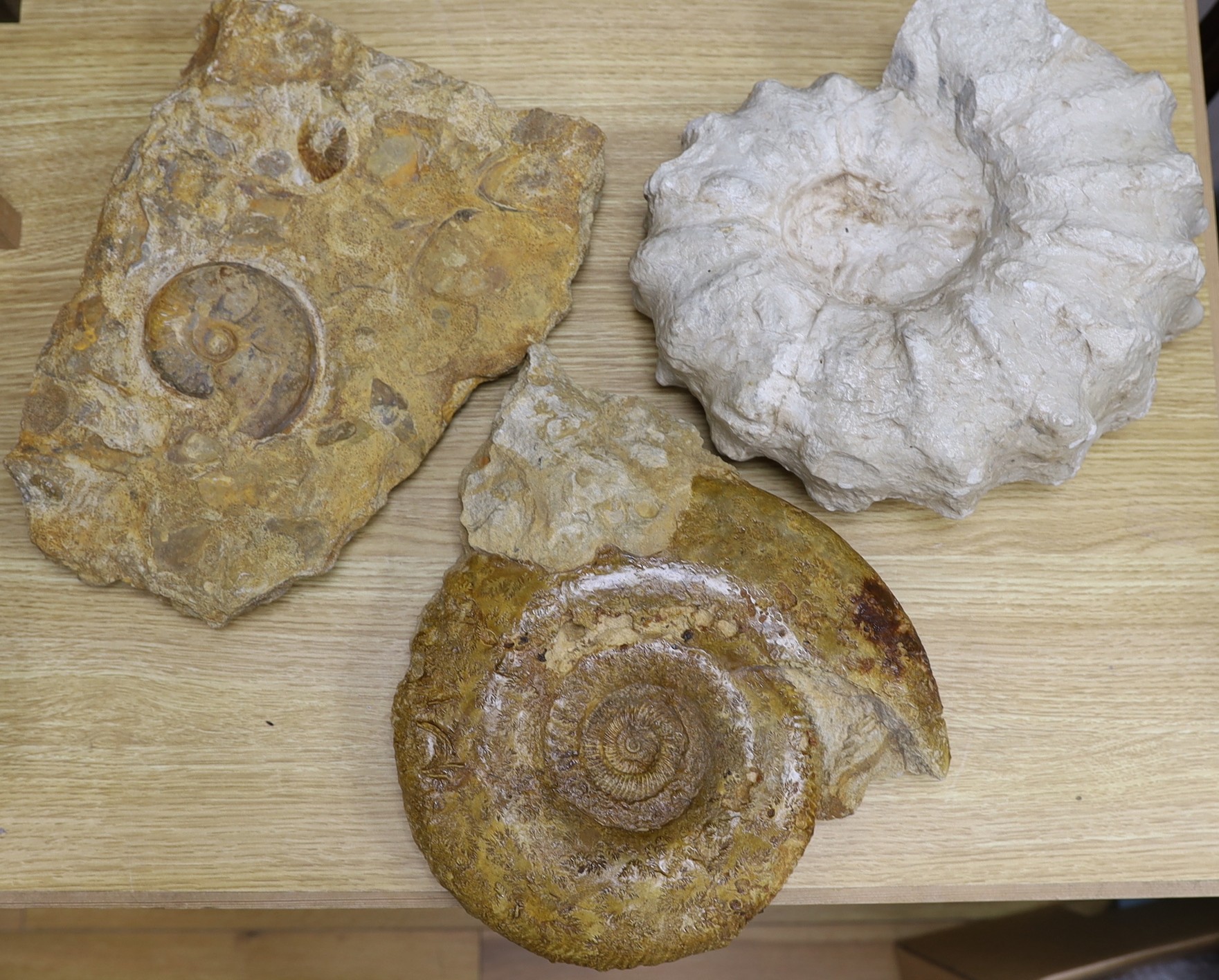 Three large ammonite fossil specimens, largest 34cm wide